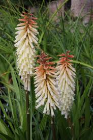Image result for Kniphofia princeae