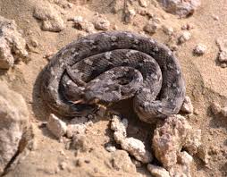 Pit viper cute snake snake venom beautiful snakes. New Viper Sighting Uae S Deadliest Land Snake Spotted In Dubailand Uae Gulf News