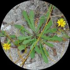 Image result for Launaea sarmentosa