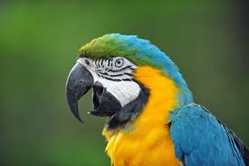 Ajoutez la page aux signets et se servez à. Oiseaux Du Monde Liste De A A Z Fiches Descriptives Instinct Animal