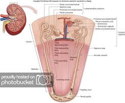 Nephron Anatomy And Physiology Physiology Medical Anatomy