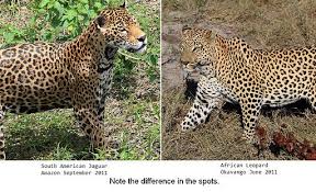 The Different Coats Of Leopards And Jaguars Leopards African Leopard Jaguars