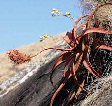 Image result for Aloe mossurilensis
