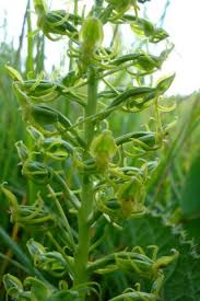 Image result for Habenaria lithophila