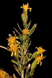 Image result for Hertia