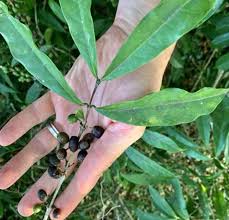 Image result for Coffea ligustroides