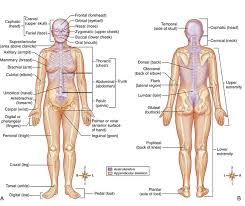 The human abdomen is divided into quadrants and regions by anatomists and physicians for the purposes of study, diagnosis, and treatment. Anatomy And Physiology Musculoskeletal Key