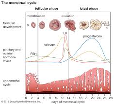 Menstruation Hormonal Control Of Menstrual Cycle Britannica