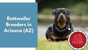 Rottweiler puppies for adoption in maine. 5 Rottweiler Breeders In Arizona Az Rottweiler Puppies For Sale Animalfate
