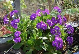 Image result for Primula x pubescens