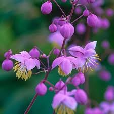 Thalictrum Delavayi Chinese Meadow Rue Plant Lilac Purple Flowers May To July Bloom Shade Perennial Shade Perennials Purple Flowers Plants