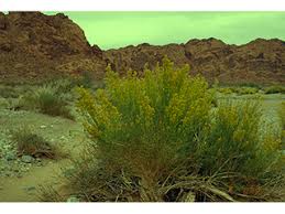 Image result for Basella paniculata