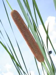 Image result for Typhaceae