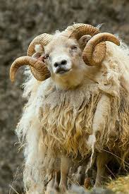 The Ram Aries Animal Mistic Sign Zodiaco Animals Goats Animals Beautiful