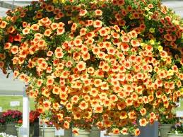 Image result for foto Million Bells