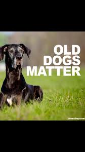 Hunnkramperkan skyldes ulike faktorer eller kan være idiopatisk. Senior Boxer Dogs Home Facebook