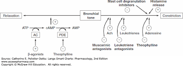 Respiratory Drugs Lange Smart Charts Pharmacology 2e