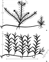 Image result for Rhytachne subgibbosa