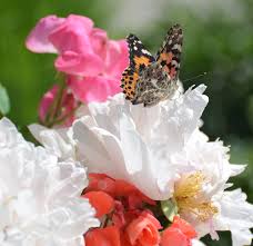 Check spelling or type a new query. Life Cycle Observations Of Our Painted Lady Butterflies