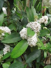 Image result for Acokanthera oblongifolia