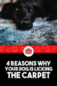 Pin On Dog Training