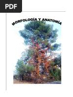 Epidometria Anillo de Crecimiento