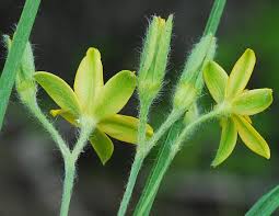 Image result for Hypoxis nyasica