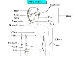 Ответ:the chest is above the abdomen and the diaphragmthe lower part of the trunk is the abdominal cavitydiaphragm is between the chest and the the liver is the largest and heaviest organ in the body. Head This Is A Head Body Parts Hair This Is Hair Body Parts Ppt Download