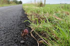 Van onderen zijn de bladeren kaal; Japanse Duizendknoop Problemen In De Moestuin Moestuin Forum