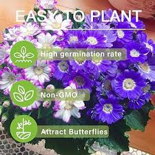 Image result for Cineraria deltoidea