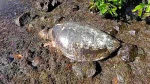 Il y a une chanson que j'aimerai connaître village des tortues de gonfaron (var), parc animalier de deux hectares. Tortue Morte Youtube