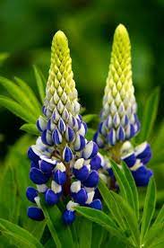 Pin On Landscaping