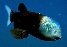 The pacific ocean's mariana trench—an estimated 36,201 feet below the surface—boasts though only documented in its entirety in 2004, researchers have known of the animal's existence since the. Creatures From The Mariana Trench Weird Sea Creatures Rare Animals Ocean Animals