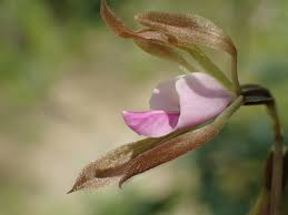 Image result for Nervilia