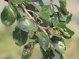 Image result for Afrocanthium mundianum