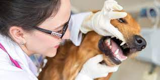 Zahnfleischentzundung Beim Hund Was Tun Behandlung