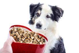 Should Dogs Eat Cashews Lovetoknow