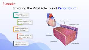 Image result for Pericardium
