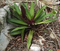 Image result for Tradescantia spathacea