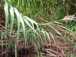 Image result for Arundo