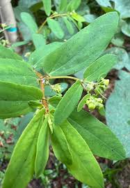 Image result for Euphorbia hyssopifolia