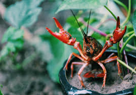 Crayfish or cray·fish·es also crawfish or. Let S Go Crawdaddin How To Catch And Cook Crayfish Kuhl Blog