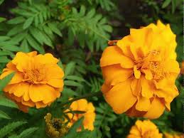 Sejuta manfaat bunga marigold /bunga tahi ayam. Bunga Tahi Ayam Tagetes Erecta L Steemit