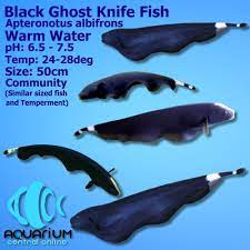 Black ghost knife fish comes out to play at night, hides in the air bubbler until the lights go out. Black Ghost Knifefish 6 8cm Aquarium Central