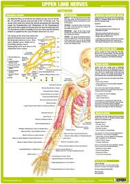 Upper Limb Nerve Chart Anterior Nervous System Anatomy Human Body Nervous System Nerve Anatomy