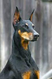 120 Dobermans Ideas Doberman Doberman Pinscher Doberman Dogs