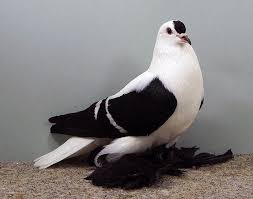 Black And White Pigeon Pictures Black White Barred Silesian Swallow Pigeon Pictures Pigeon Pigeon Breeds
