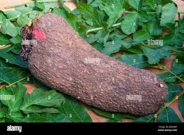 Image result for Dioscorea cayenensis