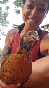 Are Steller's jays overwintering in Pike National Forest?