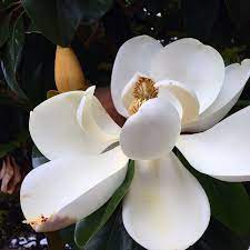 Magnolia Mississippi Beautiful Flowers White Flowers Flowers